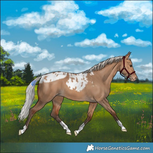 Horse Color:Silver Bay Dun Skewed LP Spotted