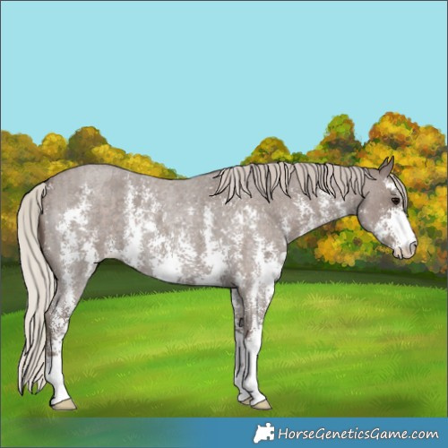 Horse Color:Silver Blue Roan Sabino 