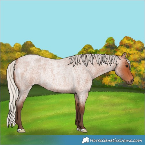 Horse Color:Silver Bay Roan Rabicano 