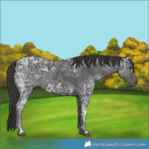 Horse Color:Smoky Black Ice 