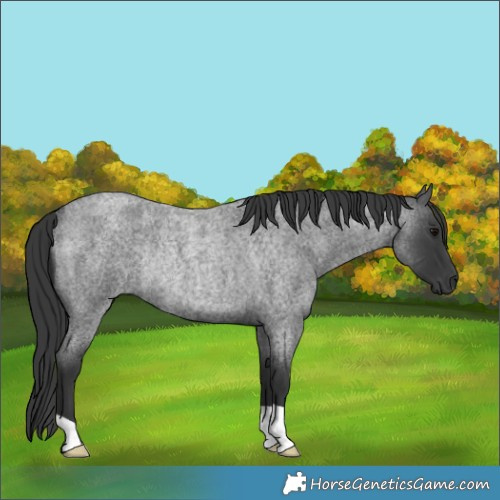 Horse Color:Blue Roan Rabicano