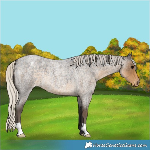 Horse Color:Silver Smoky Blue Roan Varnish