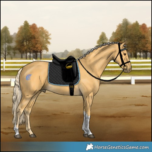 Horse Color:Palomino Tobiano 