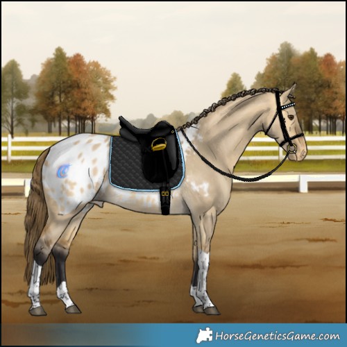 Horse Color:Buckskin Dun Tobiano Blanket 