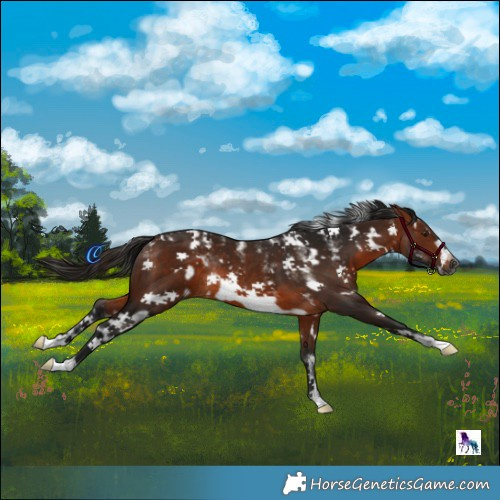 Horse Color:Powder White Gray White Spotted Bay Frame Rabicano 