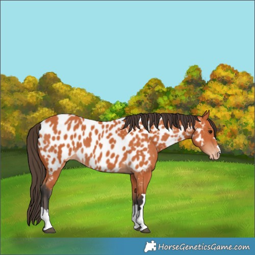 Horse Color:Bay Near Leopard 