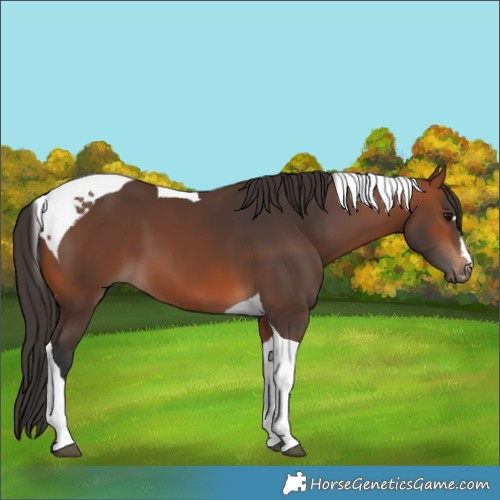 Horse Color:Bay Tobiano