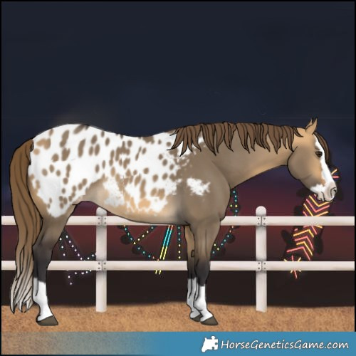 Horse Color:Buckskin Dun Splash Blanket Rabicano 