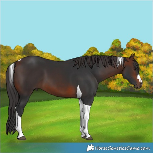 Horse Color:Brown Tobiano