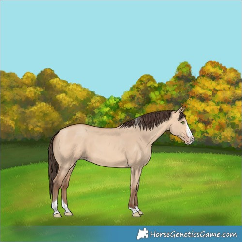 Horse Color:Amber Champagne Dun Splash Tobiano 