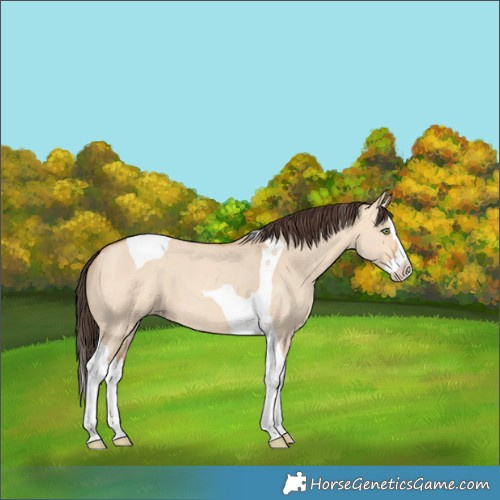 Horse Color:Amber Champagne Dun Splash Tobiano 