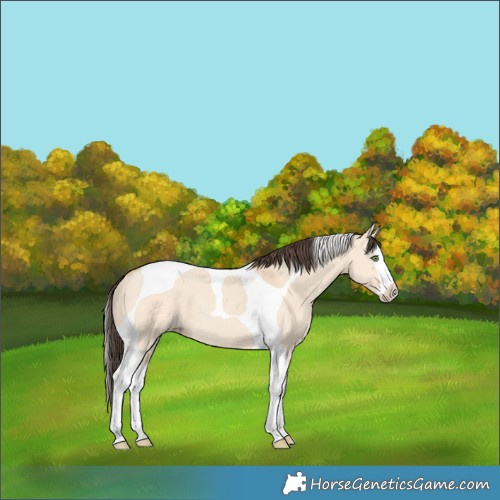 Horse Color:Amber Champagne Dun Splash Tobiano Rabicano 