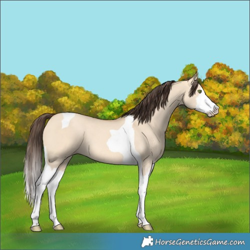 Horse Color:Amber Champagne Dun Splash Tobiano 