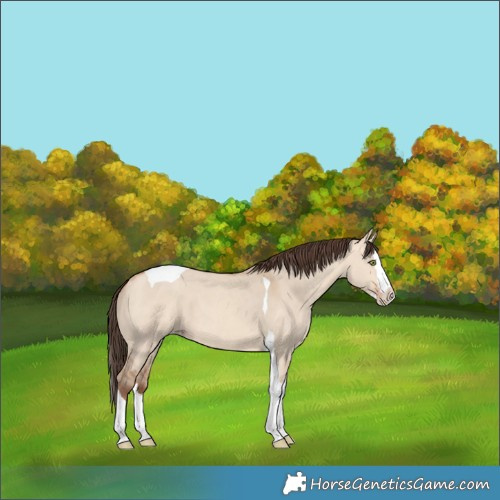Horse Color:Amber Champagne Dun Splash Tobiano 