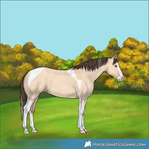 Horse Color:Amber Champagne Dun Splash Tobiano 