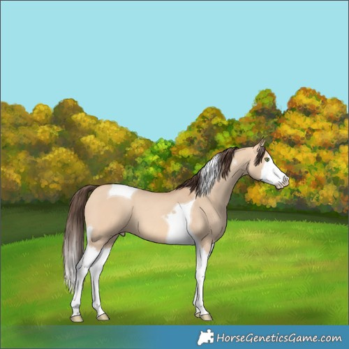 Horse Color:Amber Champagne Dun Splash Tobiano 