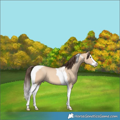 Horse Color:Amber Champagne Dun Splash Tobiano