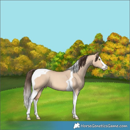 Horse Color:Amber Champagne Dun Splash Tobiano 