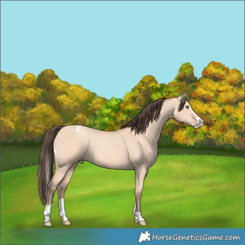 Horse Color:Amber Champagne Dun Splash Tobiano
