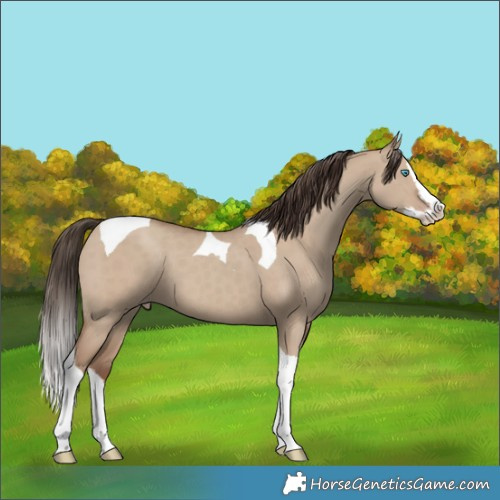 Horse Color:Classic Champagne Dun Splash Tobiano 