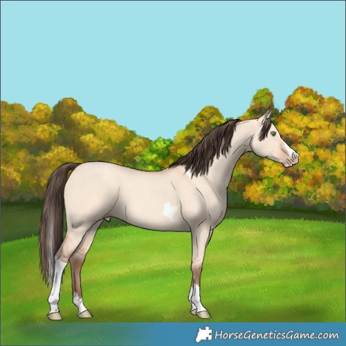 Horse Color:Amber Champagne Dun Splash Tobiano 