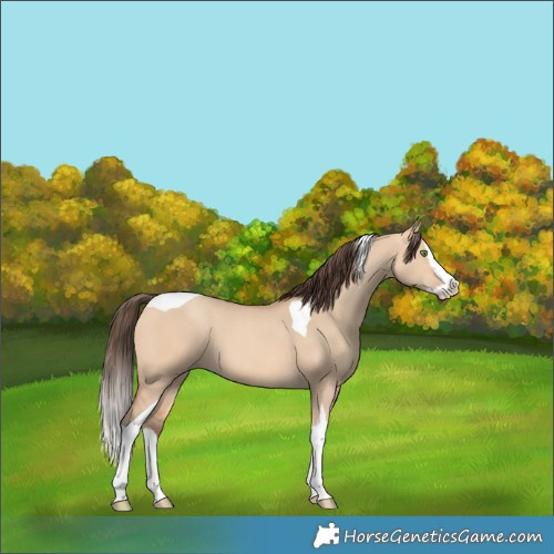 Horse Color:Amber Champagne Dun Splash Tobiano 