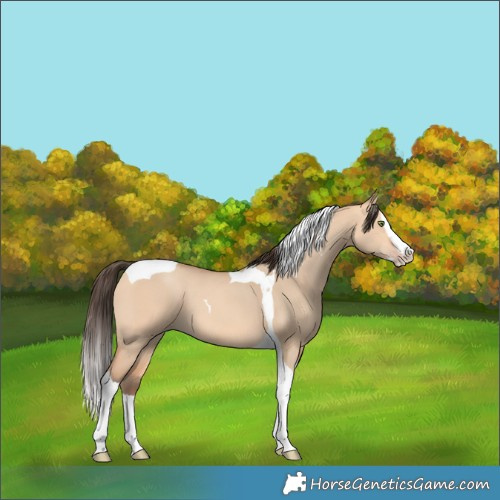 Horse Color:Amber Champagne Dun Splash Tobiano