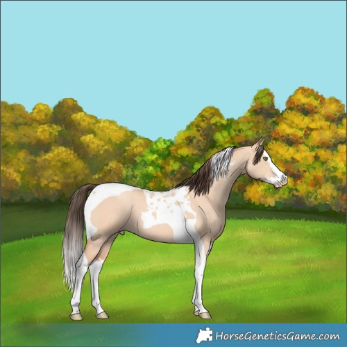 Horse Color:Amber Champagne Dun Splash Tobiano
