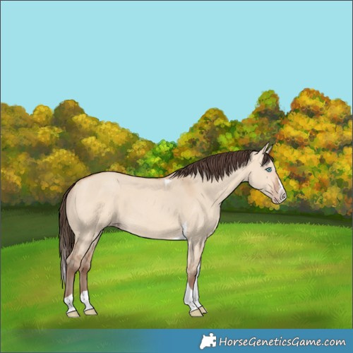 Horse Color:Amber Champagne Dun Splash Tobiano 