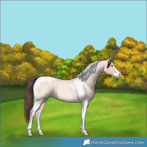 Horse Color:Amber Champagne Roan Dun Splash Tobiano 