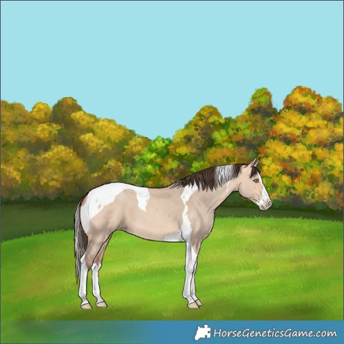 Horse Color:Amber Champagne Dun Splash Tobiano 