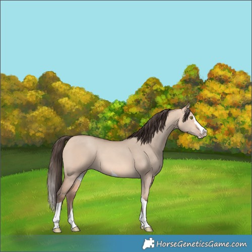 Horse Color:Amber Champagne Dun Splash Tobiano