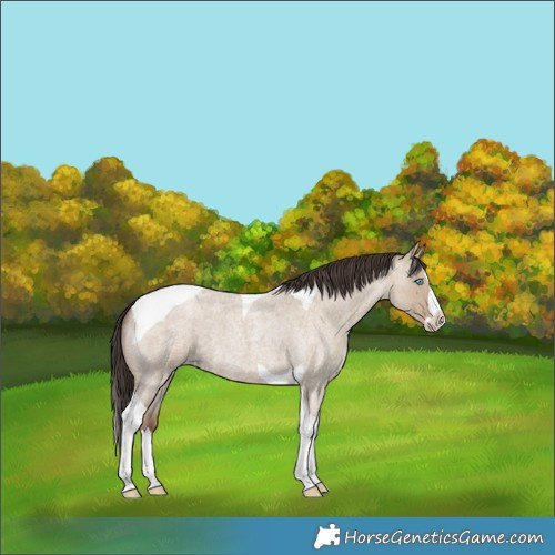Horse Color:Classic Champagne Roan Dun Splash Tobiano 