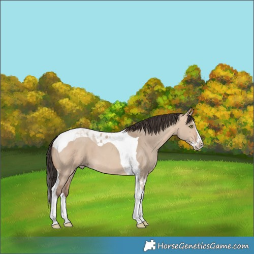 Horse Color:Amber Champagne Dun Splash Tobiano 