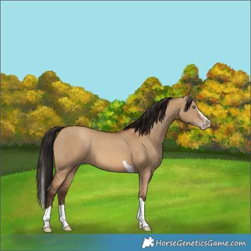 Horse Color:Gray Amber Champagne Dun Splash Tobiano
