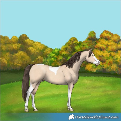 Horse Color:Amber Champagne Dun Splash Tobiano