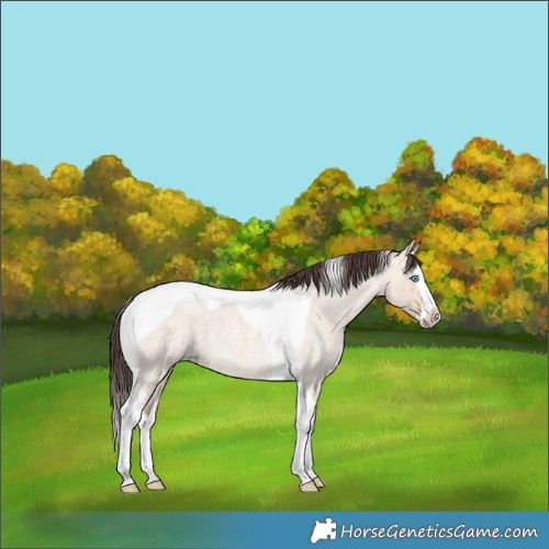 Horse Color:Amber Champagne Roan Dun Splash Tobiano