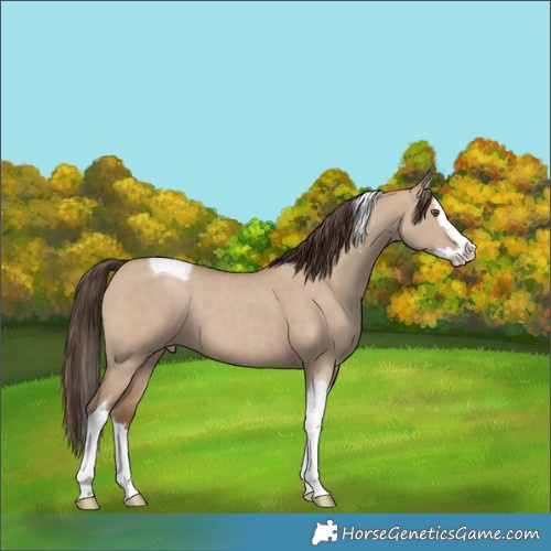 Horse Color:Classic Champagne Dun Splash Tobiano 