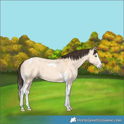 Horse Color:Amber Champagne Dun Splash Tobiano