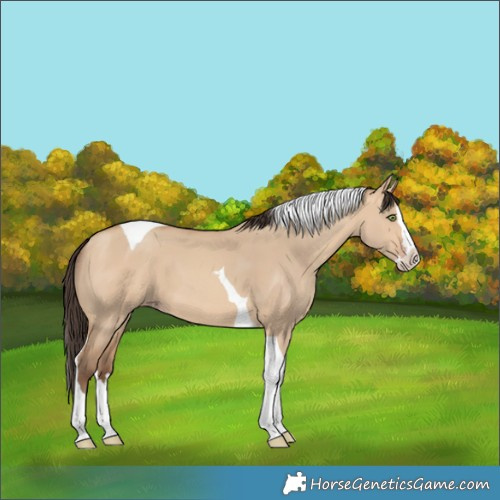 Horse Color:Amber Champagne Dun Splash Tobiano 