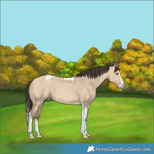 Horse Color:Amber Champagne Dun Splash Tobiano 