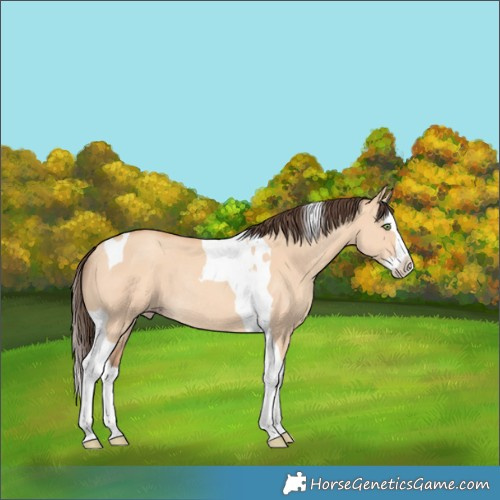 Horse Color:Amber Champagne Dun Splash Tobiano Rabicano 