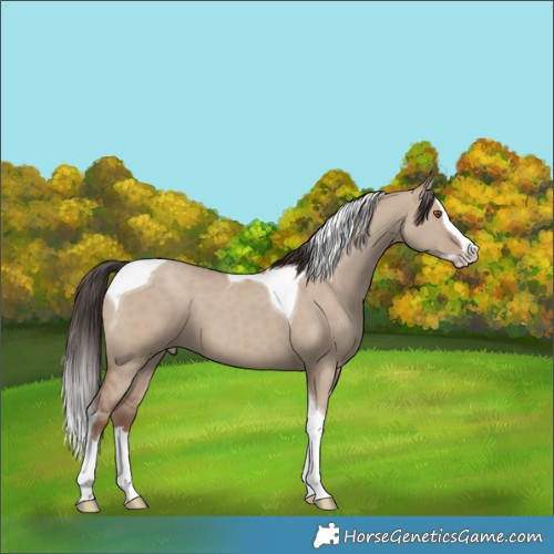 Horse Color:Classic Champagne Dun Splash Tobiano