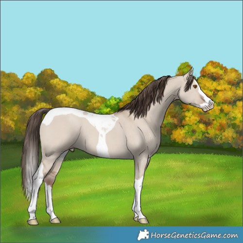 Horse Color:Classic Champagne Dun Splash Tobiano
