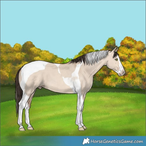 Horse Color:Amber Champagne Dun Splash Tobiano