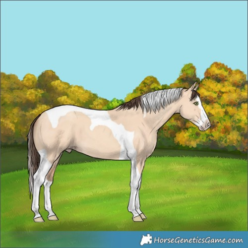 Horse Color:Amber Champagne Dun Splash Tobiano 