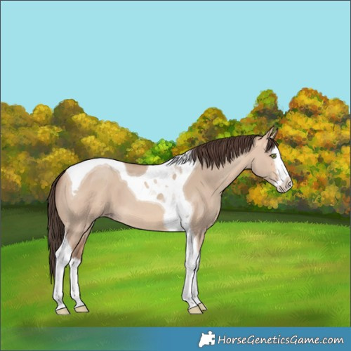 Horse Color:Amber Champagne Dun Splash Tobiano 