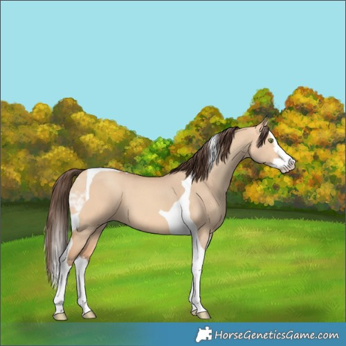 Horse Color:Amber Champagne Dun Splash Tobiano