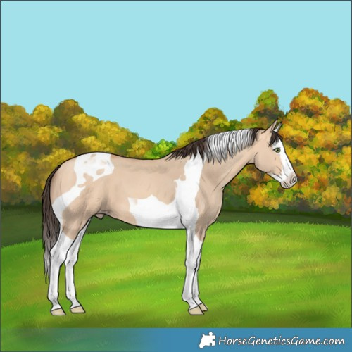 Horse Color:Amber Champagne Dun Splash Tobiano
