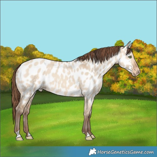 Horse Color:Amber Champagne Dun Near Leopard 